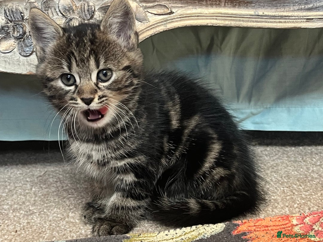 British Shorthair cats for sale: Three full tabby kittens and one black kitten - Image 2