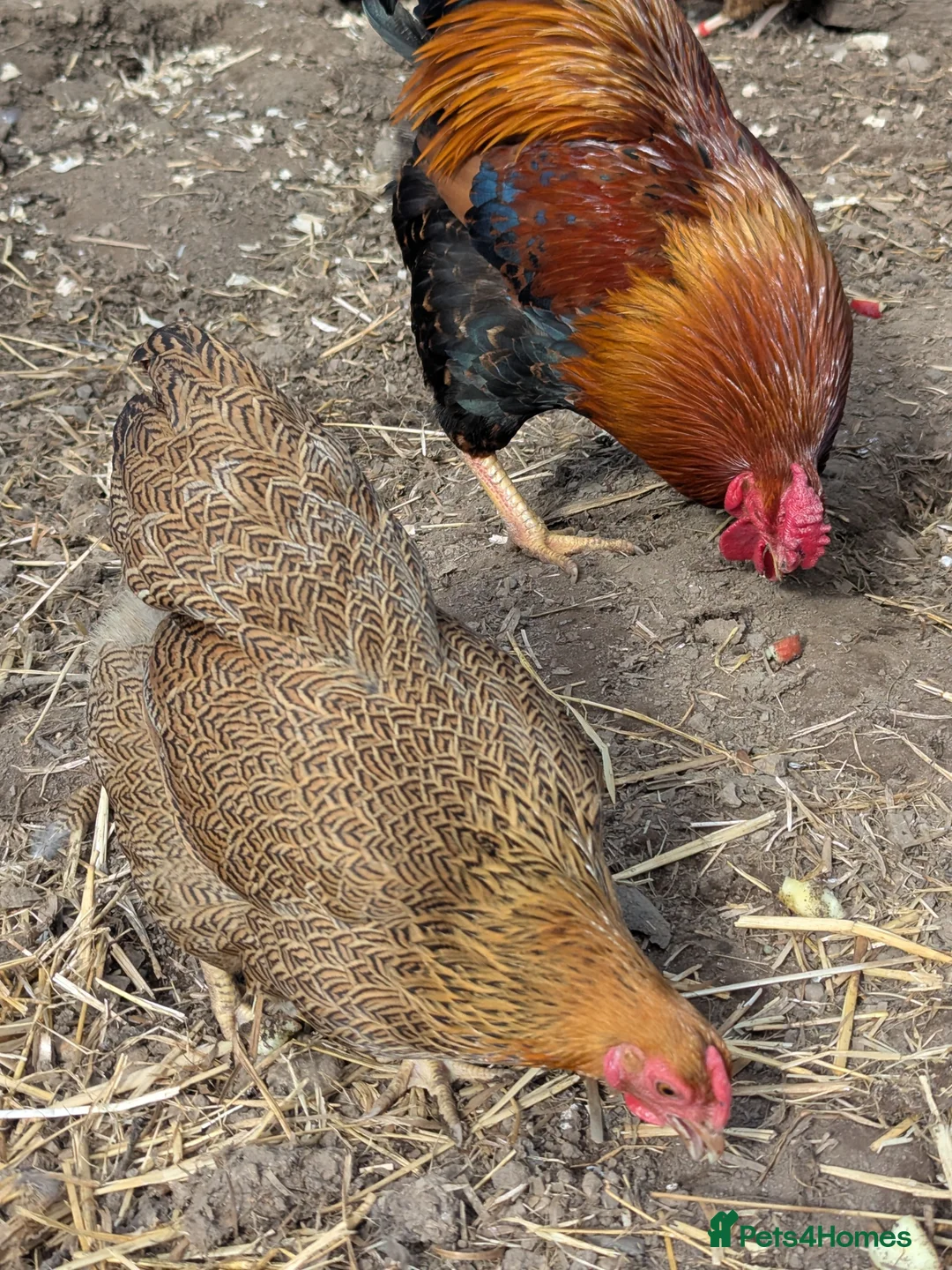 Chickens poultry for sale: Wyandotte chicks in Newton Abbot - Advert 1