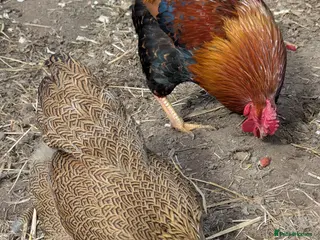 Chickens poultry Wyandotte chicks - Advert 1