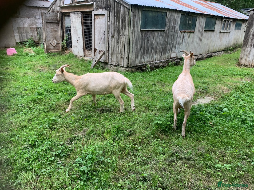 Goats livestock for sale: Golden gurnsey nanny’s  - Image 4