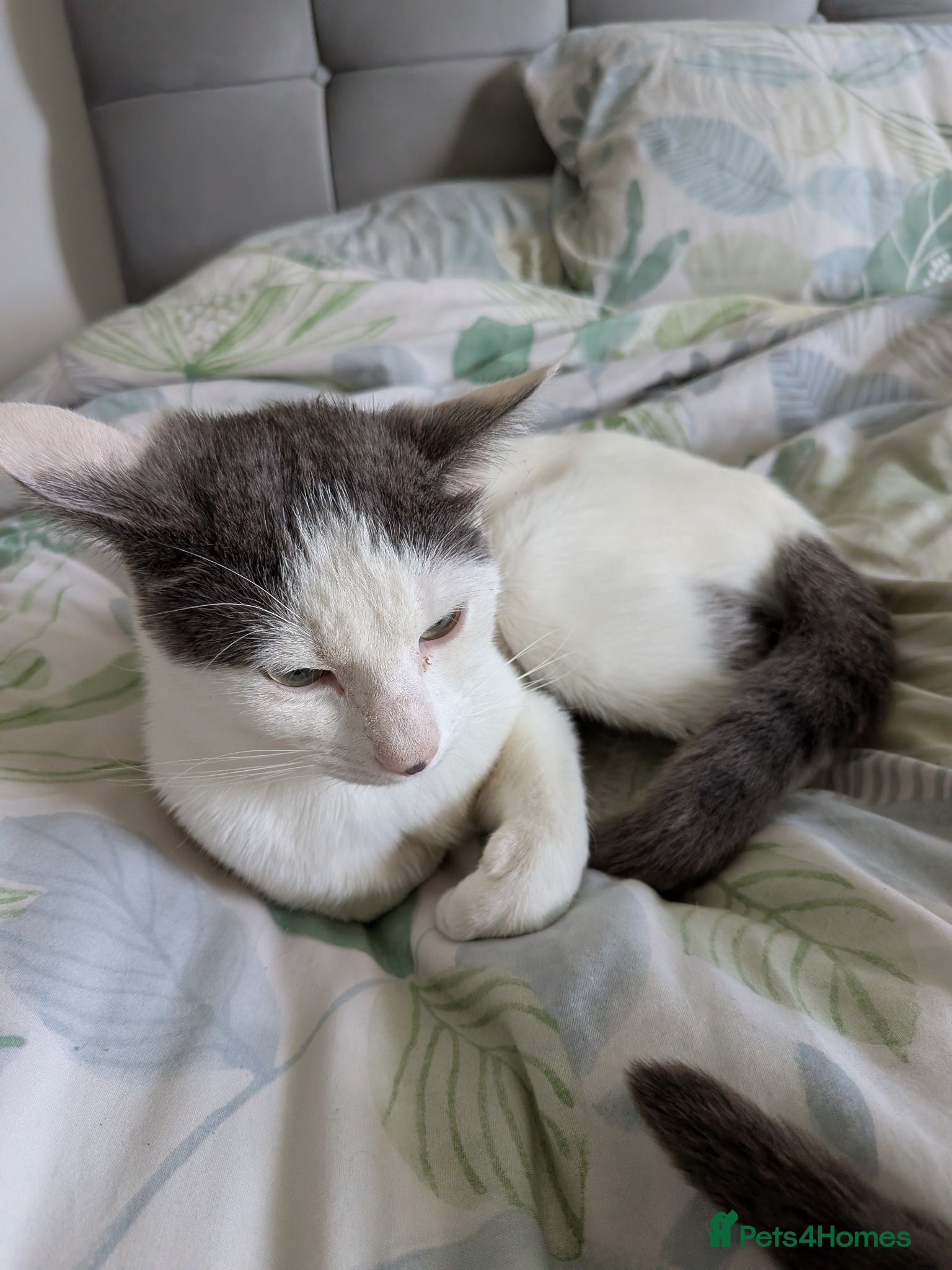Mixed Breed cats 1 year old small white cat  - Advert 1