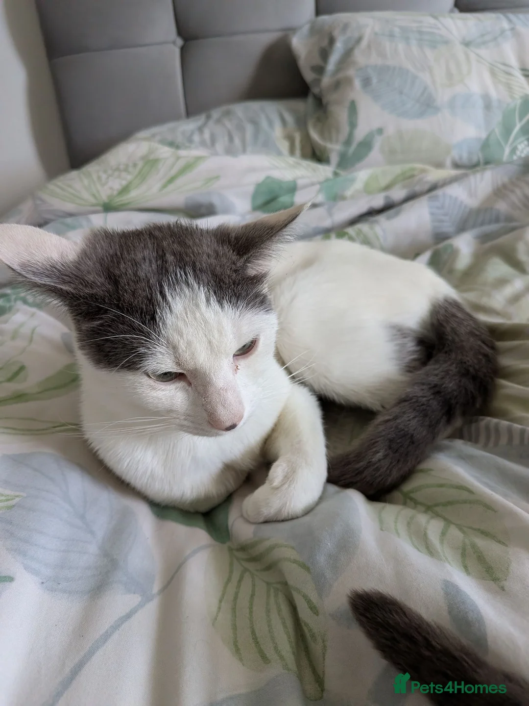 Mixed Breed cats for sale: 1 year old small white cat  - Advert 1