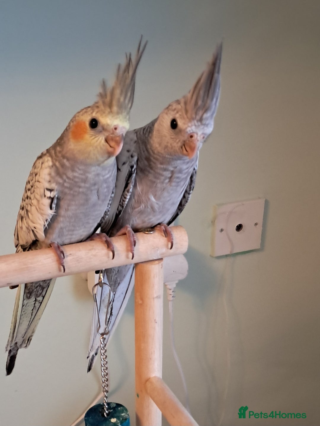 Cockatiels birds for sale: Hand reared baby cocktails very tame  - Image 5