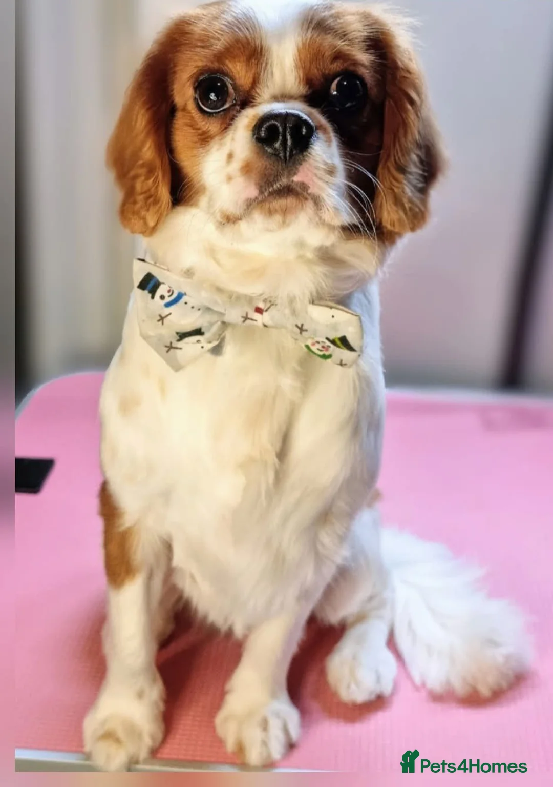 Cavalier King Charles Spaniel dogs for stud: King Charles Cavalier Spaniel  in Stourport-on-Severn - Advert 2