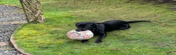 Labrador Retriever dogs for sale: Black Labrador Retriever Male in Nottingham - Advert 12