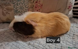 Guinea Pig rodents for sale: Lovely Male Baby Guinea-pigs Ready Now  - Image 5