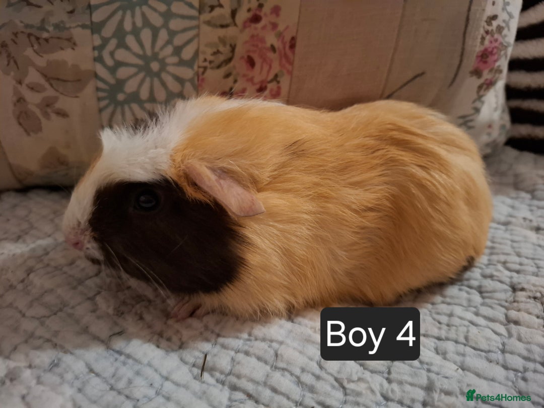 Guinea Pig rodents for sale: Lovely Male Baby Guinea-pigs Ready Now  - Image 5