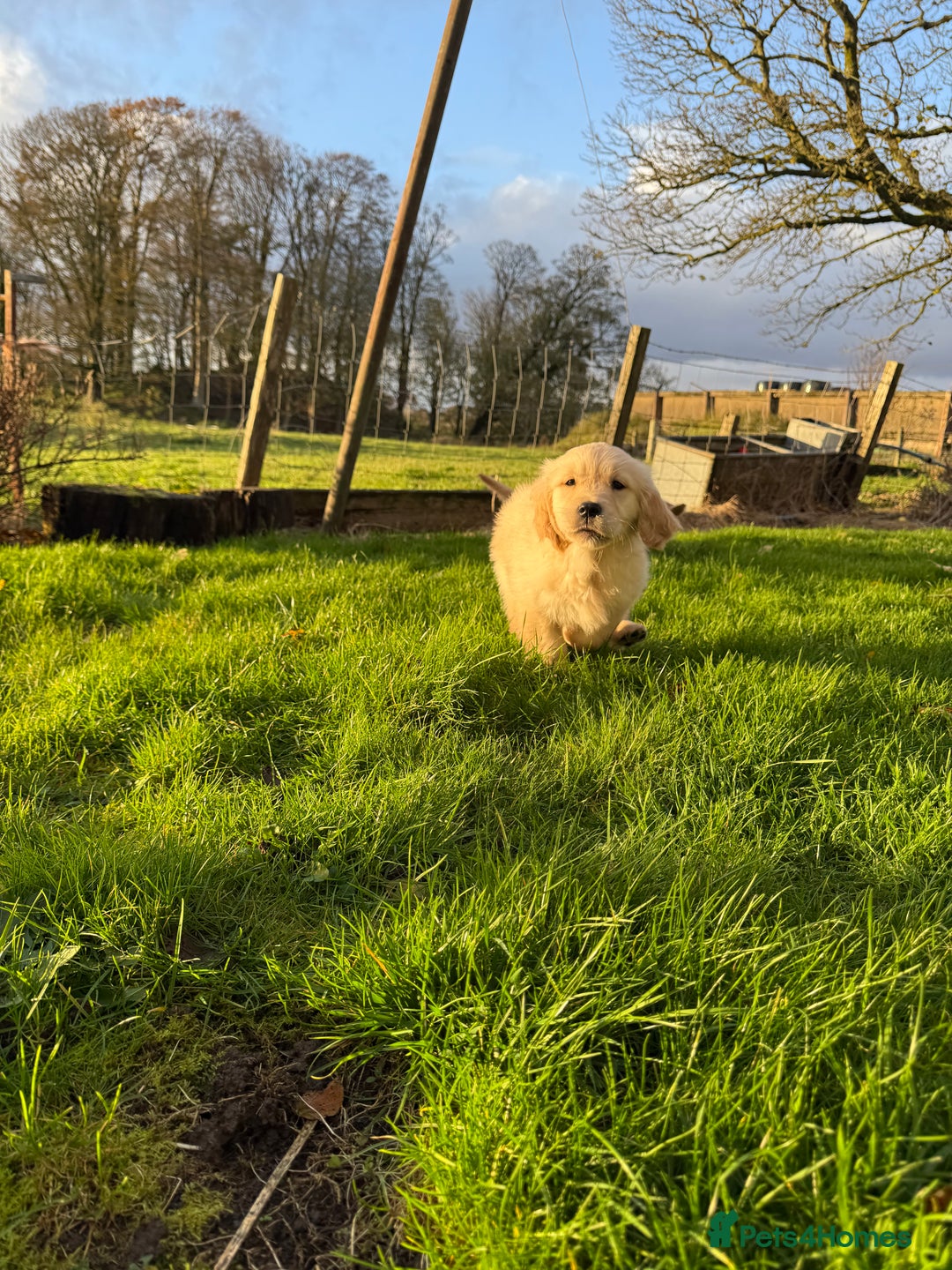 Golden Retriever dogs for sale: KC Registered Golden Retrievers - Image 5