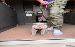 British Shorthair cats for sale: British short hair male  - Image 2