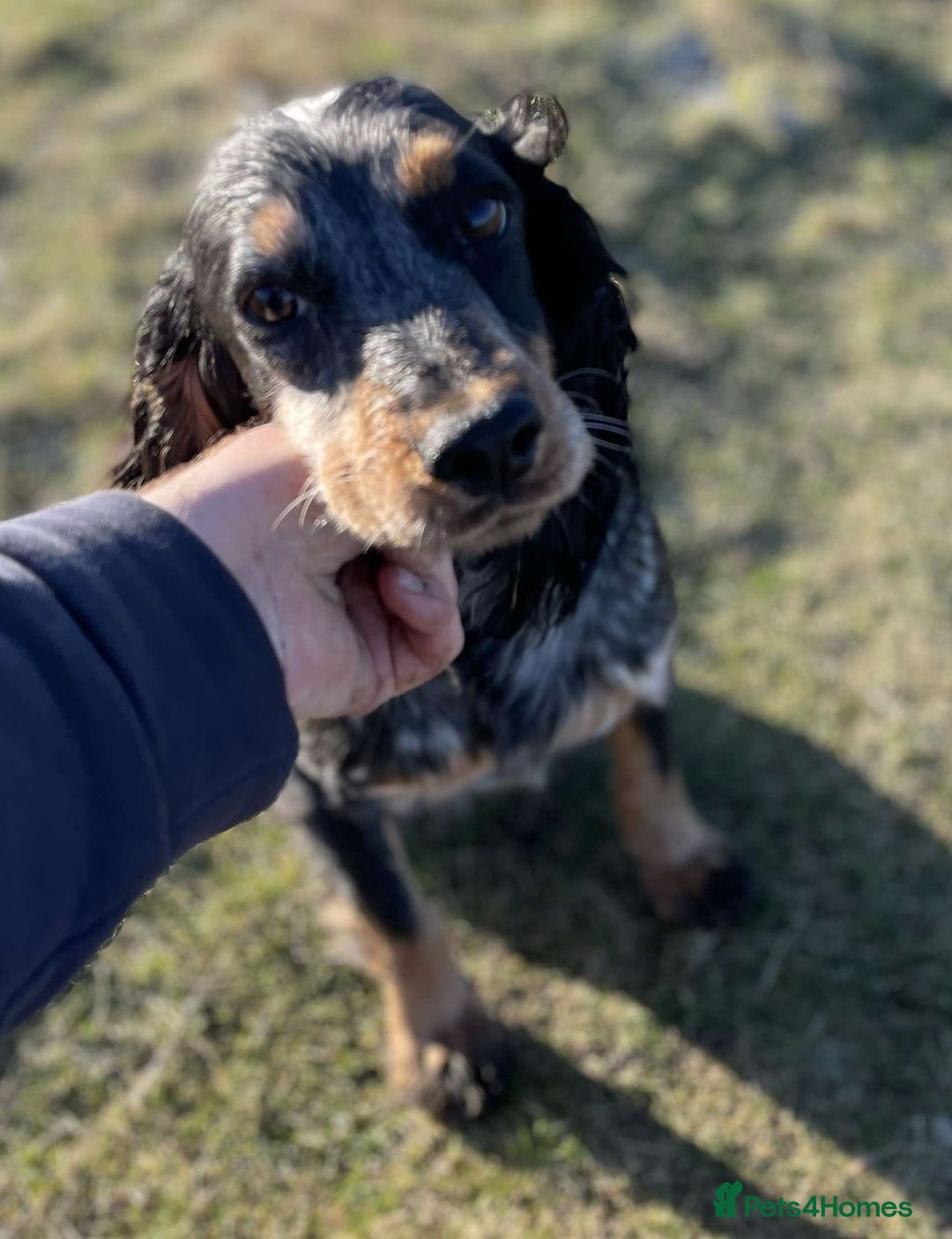 Cocker Spaniel dogs for sale: KC COCKER SPANIEL FEMALE PUP  - Advert 2