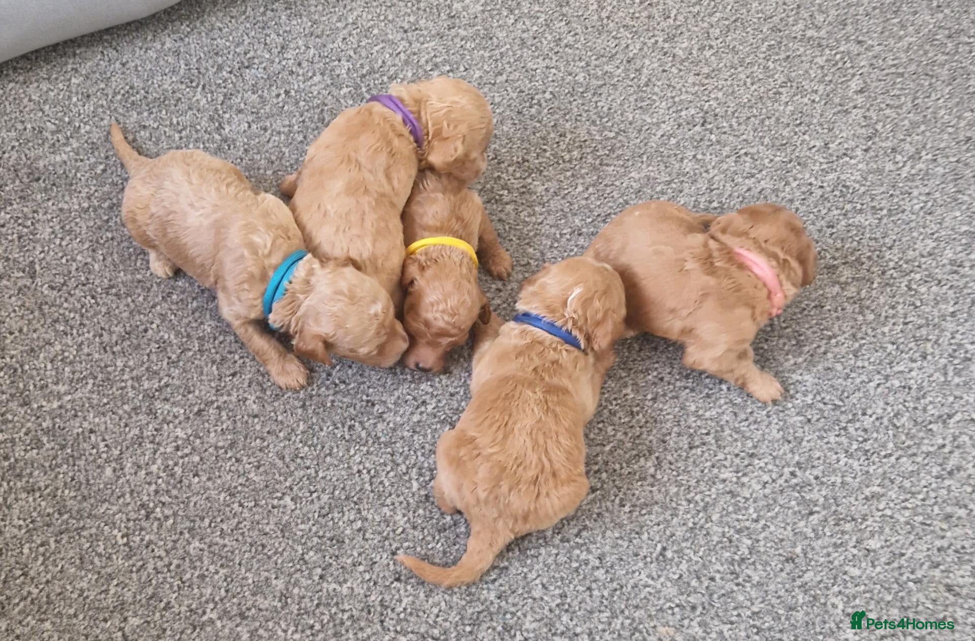 Cockapoo dogs 5 beautiful F1b puppies - Advert 14