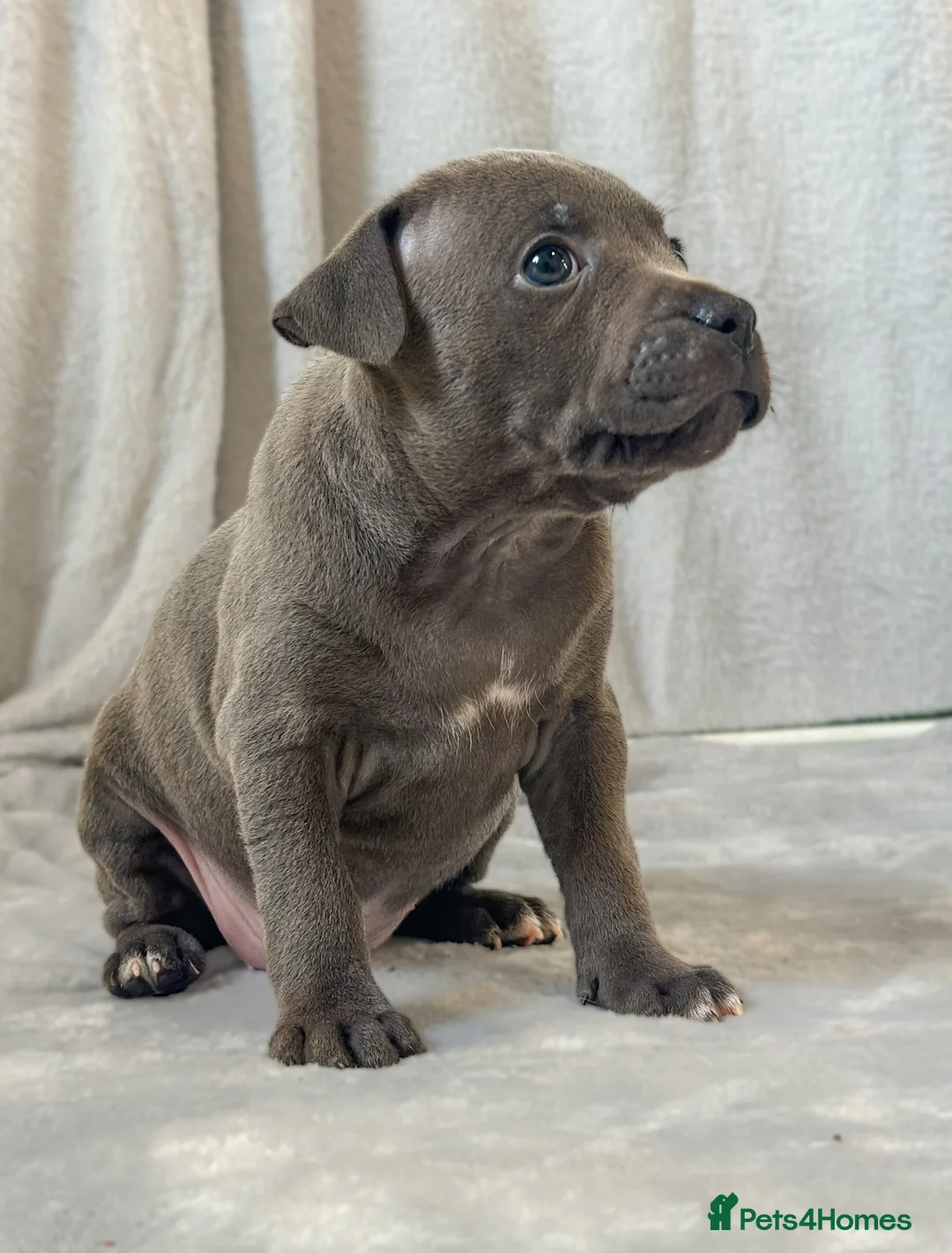 Staffordshire Bull Terrier dogs for sale: Stunning Staffordshire Bull Terriers! - Advert 1