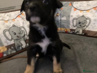 Mixed Breed dogs French Bulldog/German Shep Beautiful Pups Rare - Advert 11