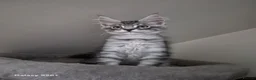 Maine Coon cats for sale: Registered and Licensed cattery - Advert 3