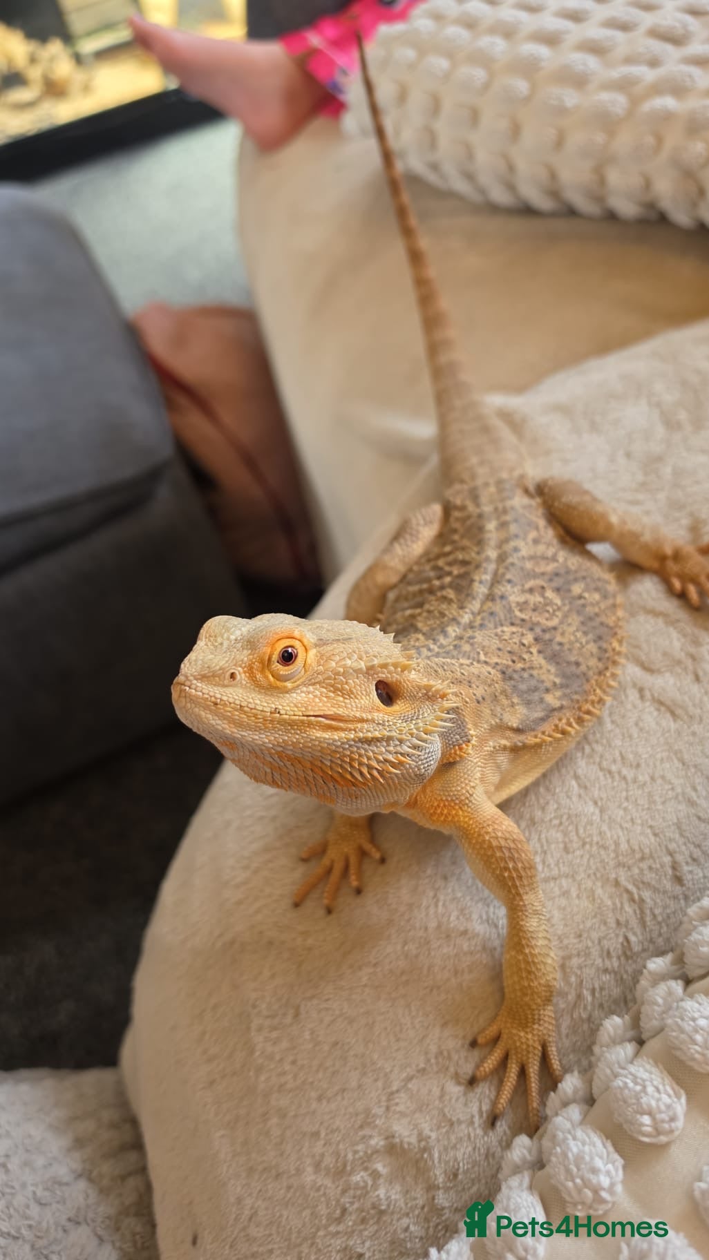 Bearded Dragon reptiles 2 year old Bearded Dragon  - Advert 1