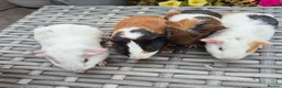Guinea Pig rodents for sale: Baby Sow Guinea Pigs Funky Smooth and Semi Long - Advert 2