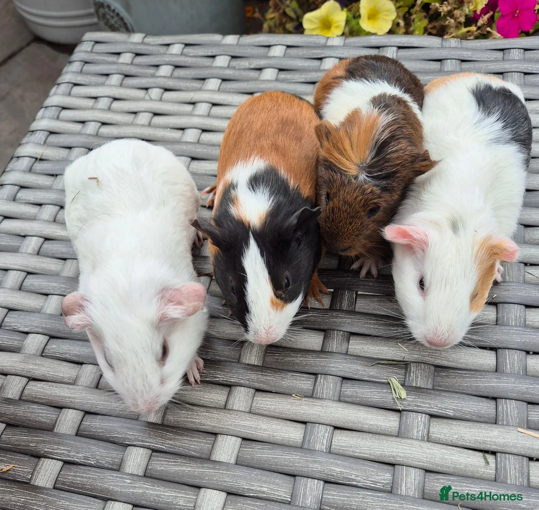 Guinea Pig rodents for sale: Baby Sow Guinea Pigs Funky Smooth and Semi Long - Advert 2