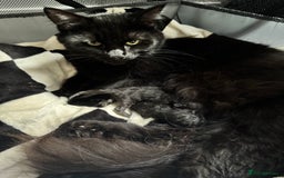 Maine Coon cats for sale: 2 Maine coon x Ragdoll kittens for sale £350 each  - Image 4