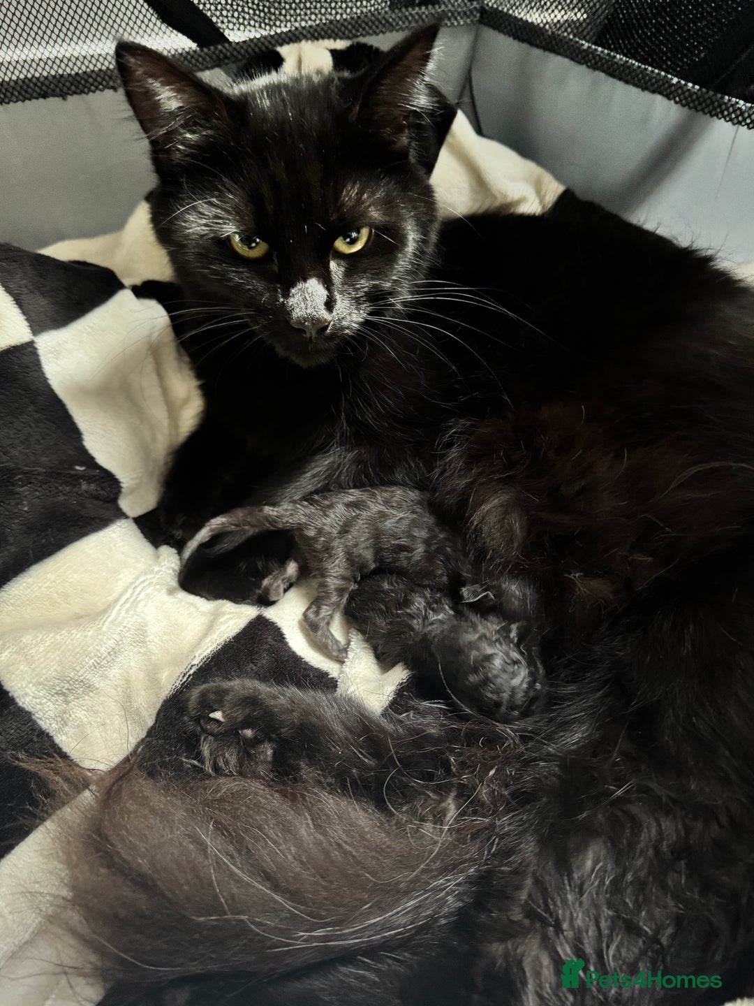Maine Coon cats for sale: 2 Maine coon x Ragdoll kittens for sale £350 each  - Image 4