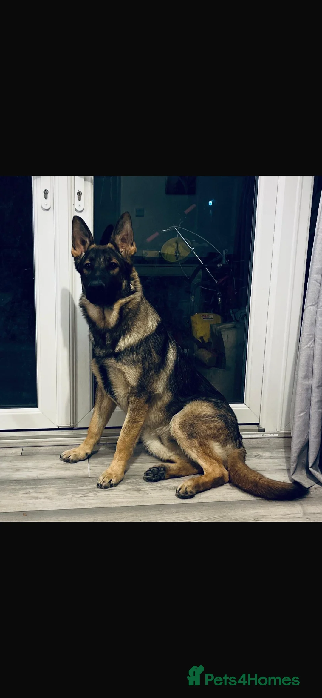 German Shepherd dogs for sale: German shepherd puppies  - Advert 4