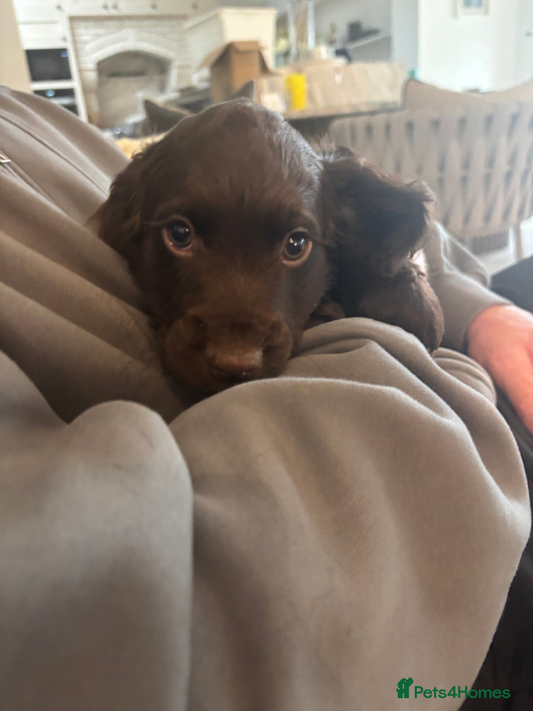 Cocker Spaniel dogs for sale: 3 boys left - Outstanding working cocker spaniels - Image 6