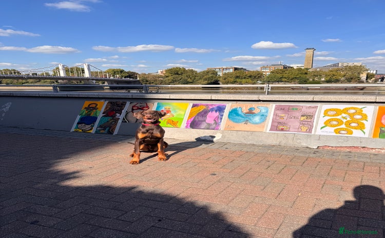 Dobermann dogs - Advert 1