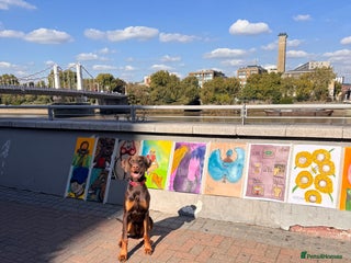 Dobermann dogs - Advert 1