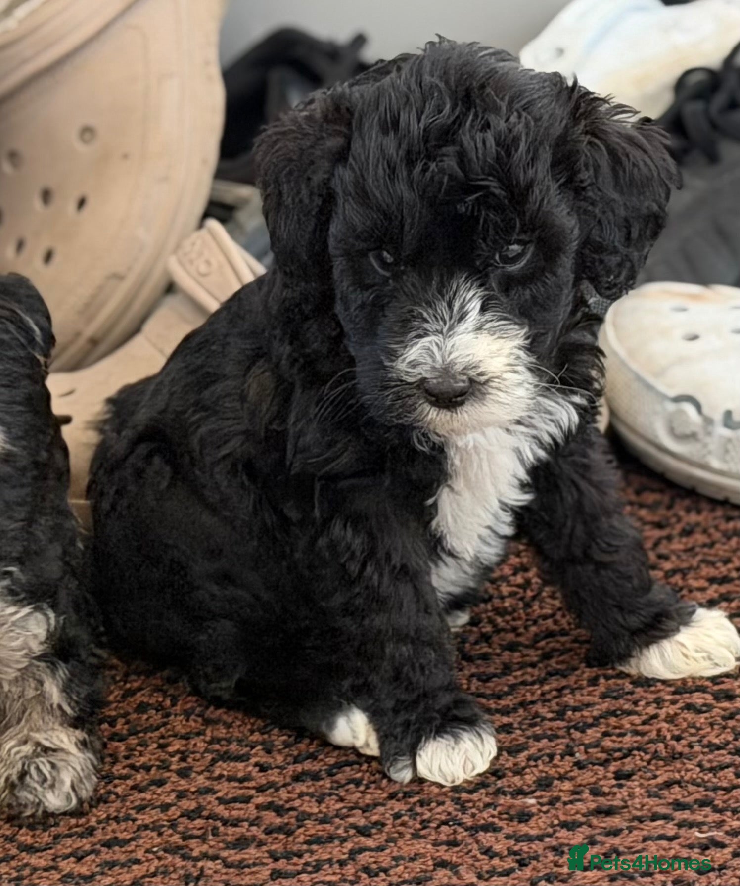 Labradoodle dogs Rare and outstanding labradoodles - Advert 1
