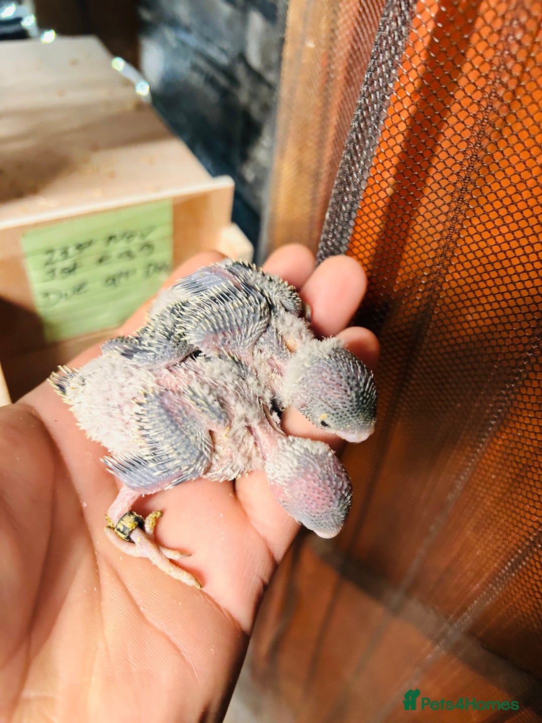 Budgerigars birds for sale: Adorable Handreared  baby budgies  - Advert 3