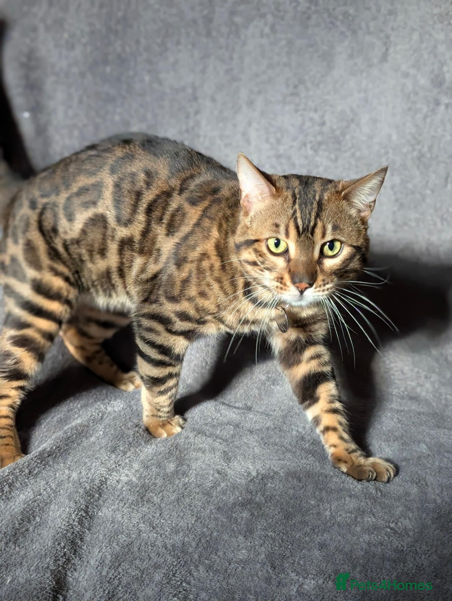 Bengal cats for sale: Gorgeous Bengal Boy looking for a loving home - Advert 5