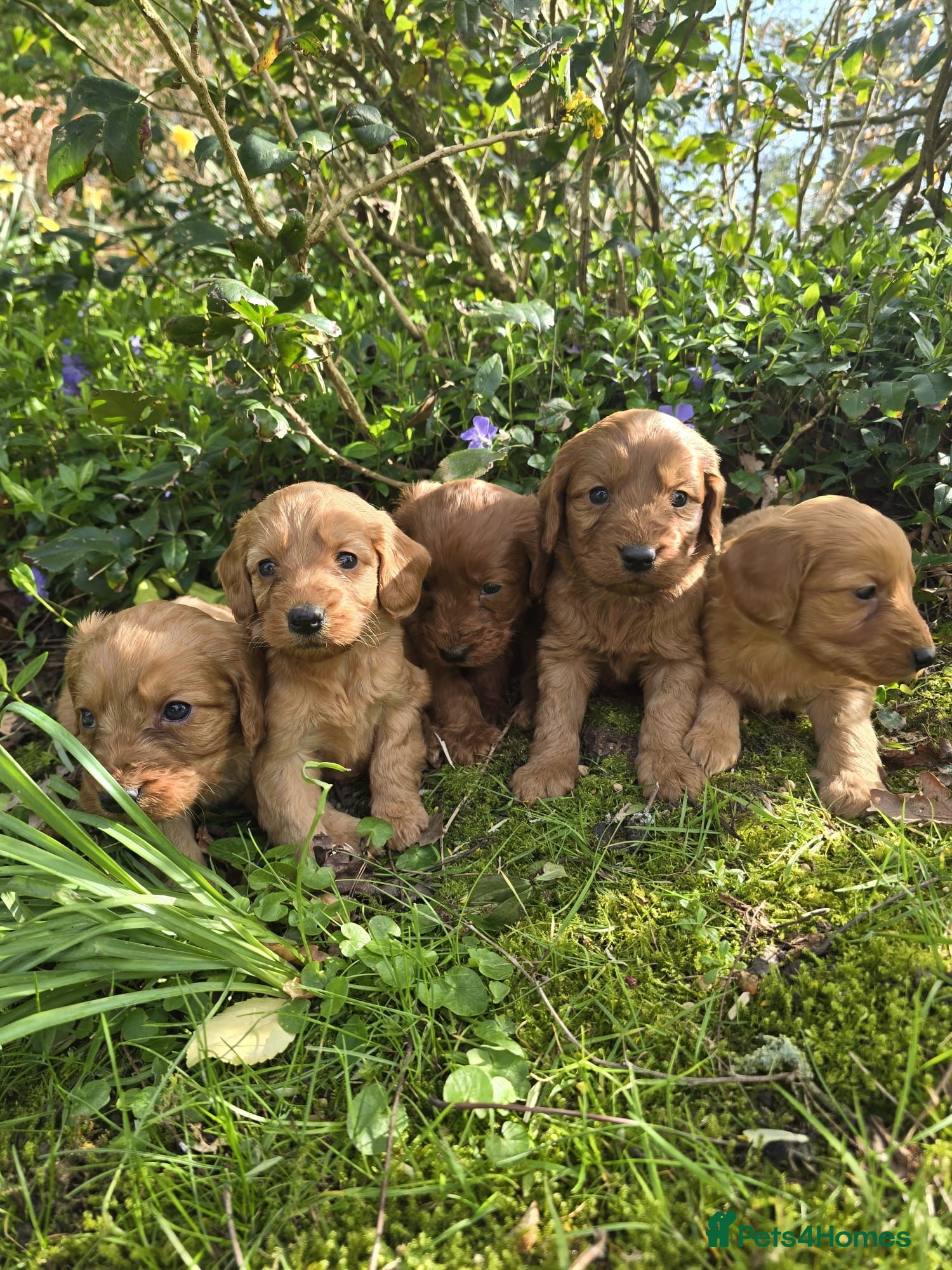 Cockapoo dogs Cockapoo puppies  - Advert 4