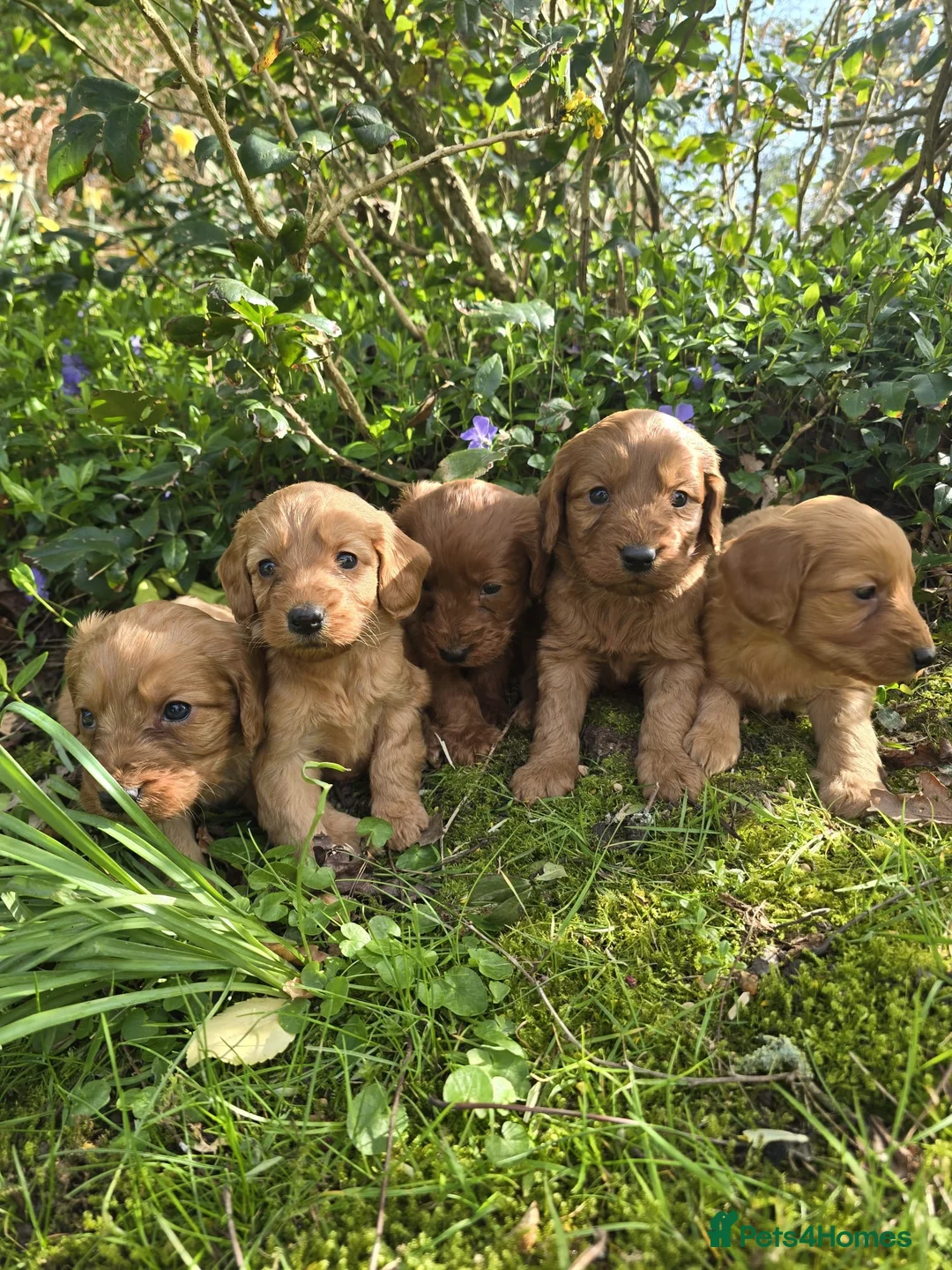 Cockapoo dogs for sale: Cockapoo puppies  - Advert 2