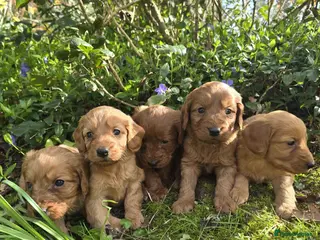 Cockapoo dogs Cockapoo puppies - Advert 4