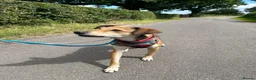 Mixed Breed dogs for adoption: Meet Barney, currently residing in Cheshire  in Nantwich - Advert 16