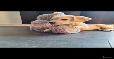 Goldador dogs - Advert 4