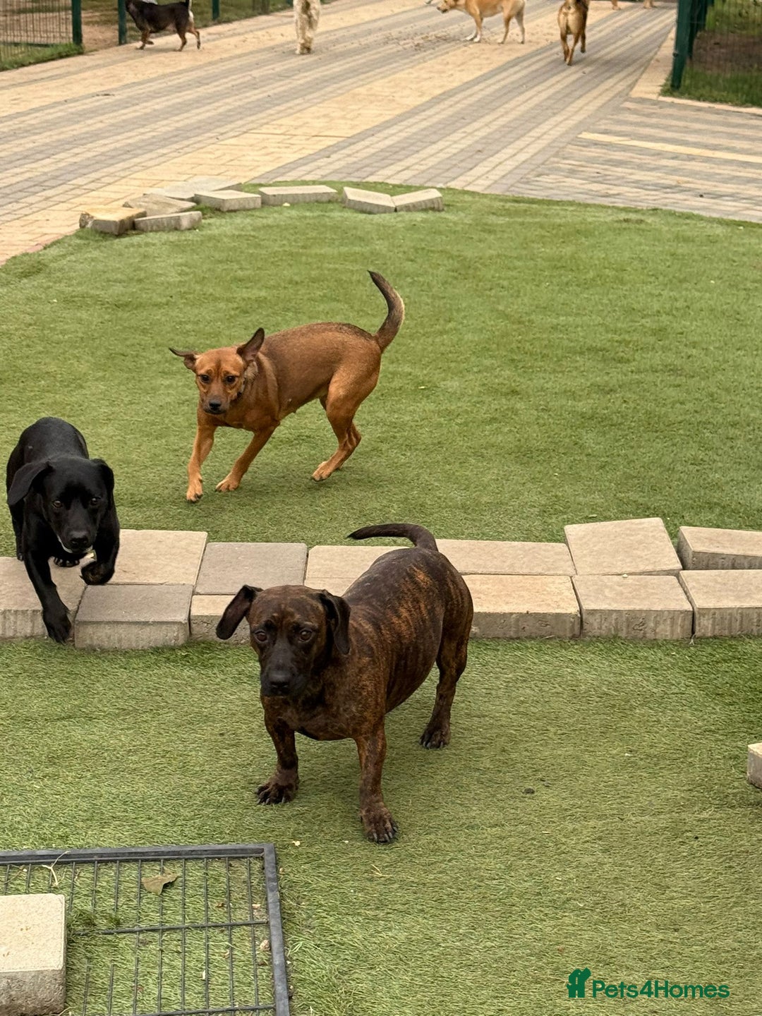 Mixed Breed dogs for adoption: Cutie Mimmi looking for love - Advert 17