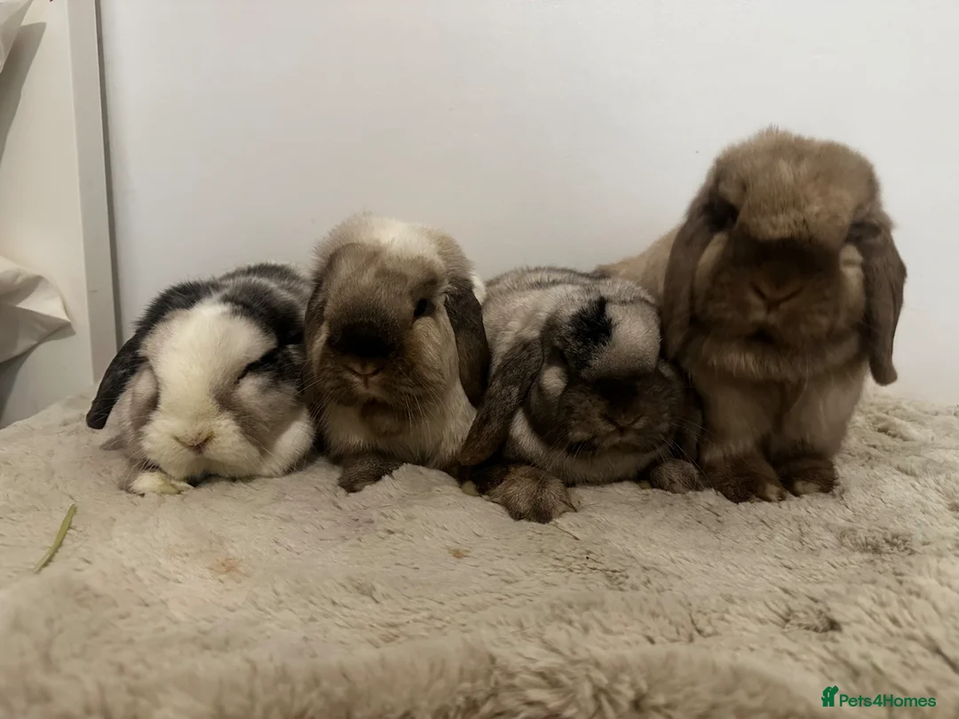 Mini Lop rabbits for sale: Gorgeous group of 4 neutered mini lops  - Advert 2