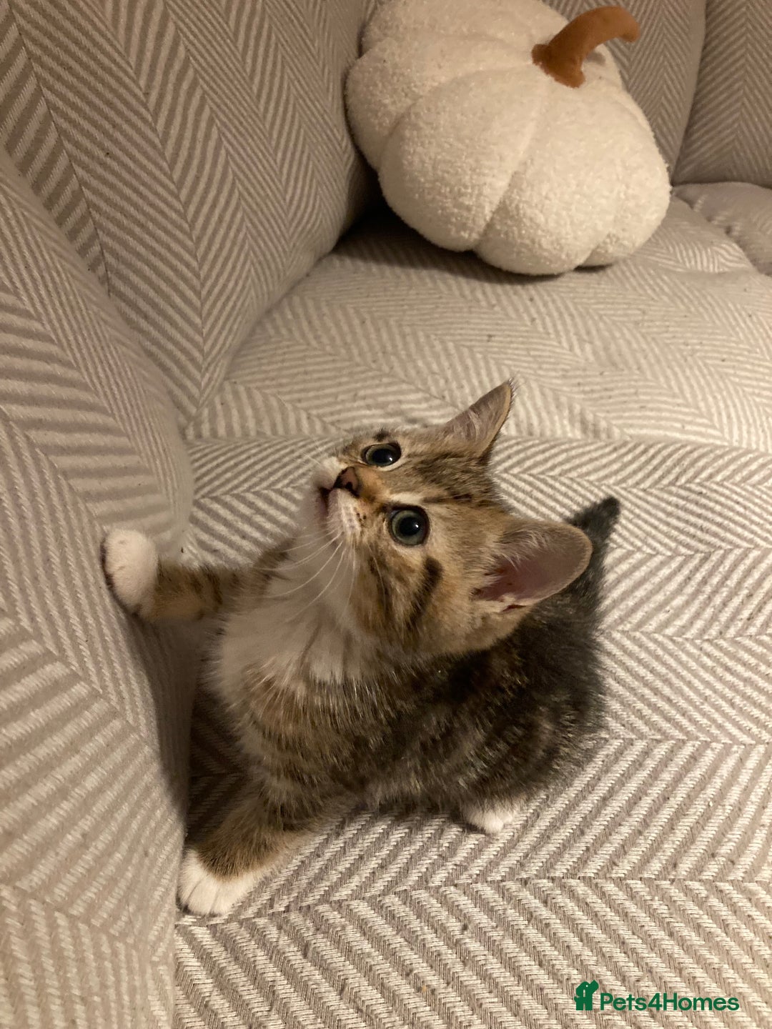 British Shorthair cats for sale: 2 beautiful fluffy kittens - Advert 7