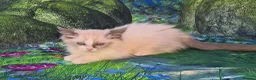 Ragdoll cats for sale: GCCF Registered Ragdoll Kittens  - Advert 12