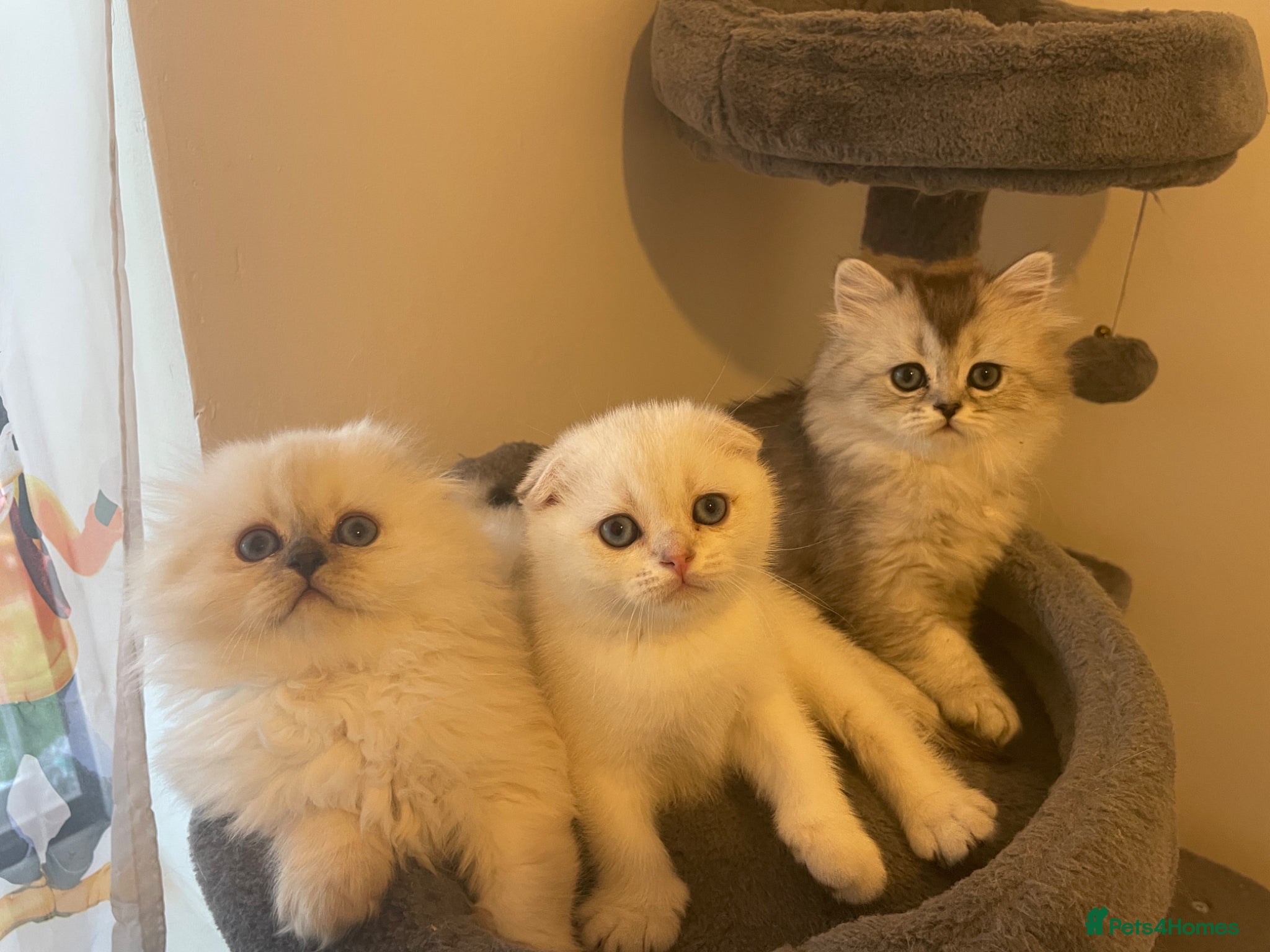 Scottish Fold cats Adorable Scottish Fold Kittens - Advert 2