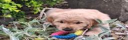 Golden Retriever dogs for sale: Beautiful litter of Golden Retriever puppies 🐶  - Advert 14