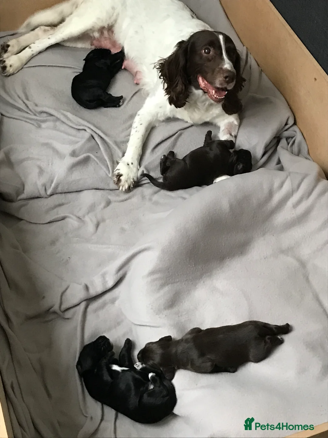 Cocker Spaniel dogs for stud: Cocker Spaniel for stud - NO FEE - Advert 14