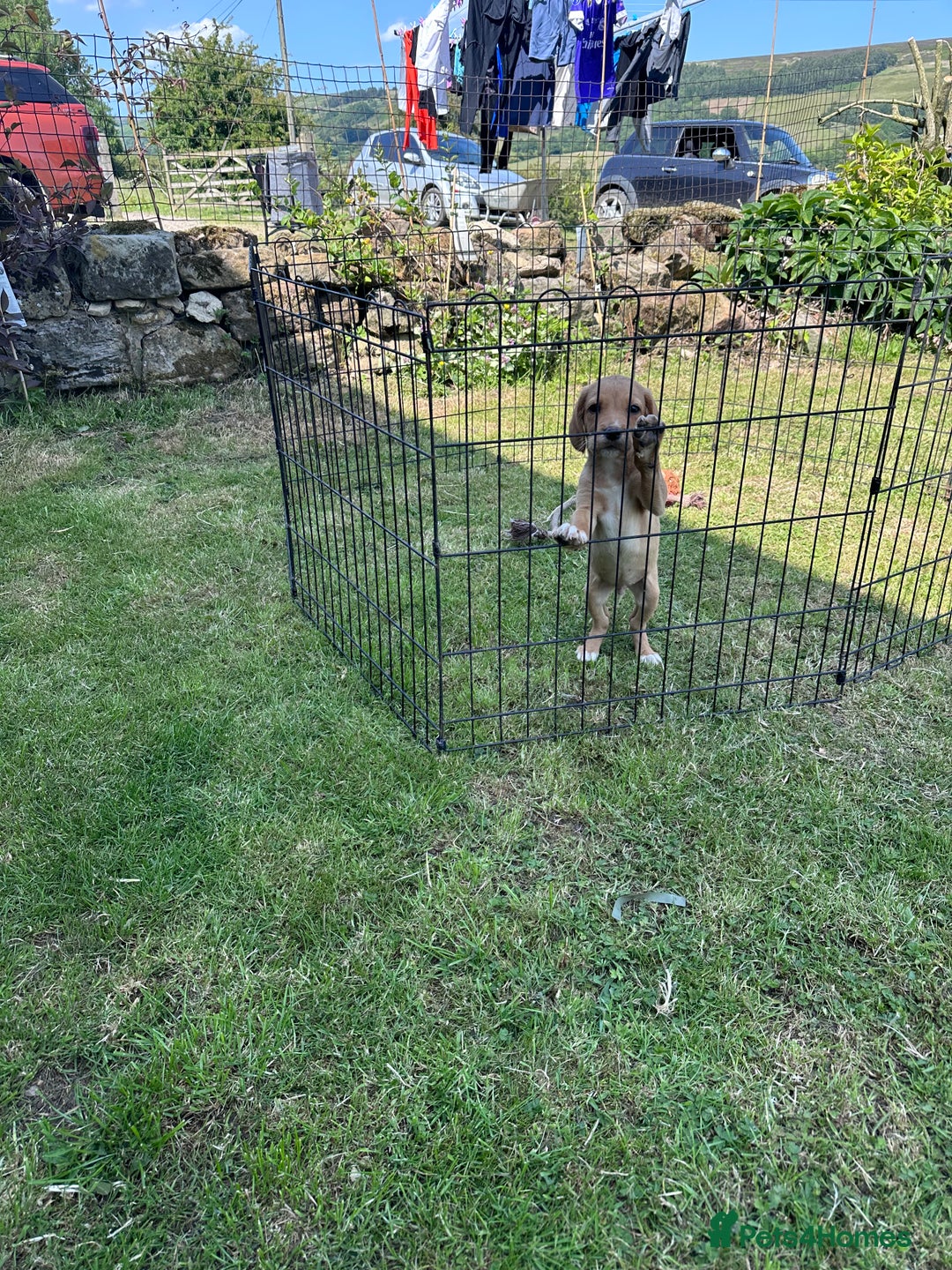 Cockerdor dogs for sale: Perfect Cockerdor Puppies- Tiny Lab like in Pickering - Image 12