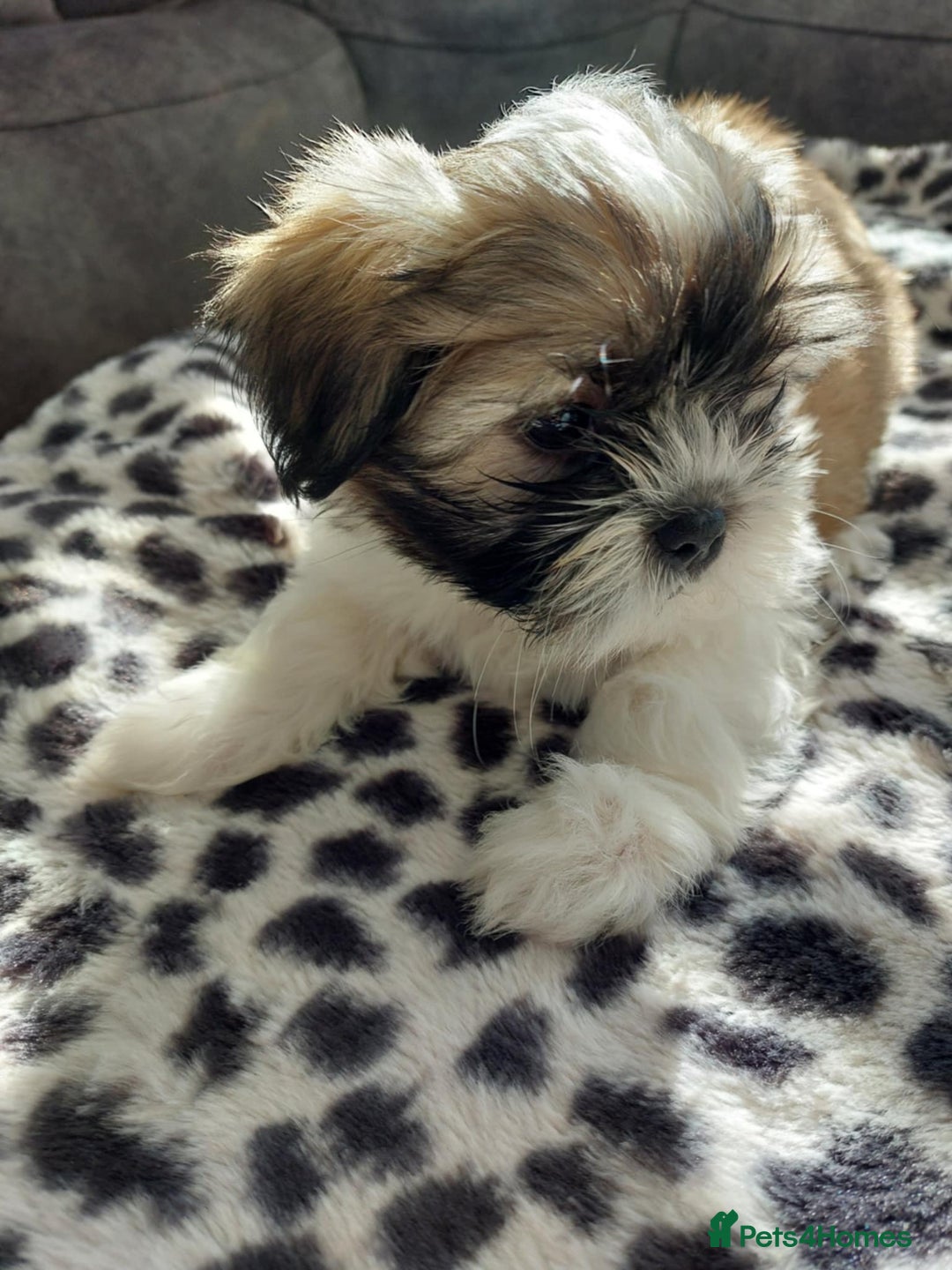 Shih Tzu dogs for sale: 🩷 Beautiful Shitzu Puppies 🩷 - Image 29