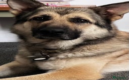 German Shepherd dogs for sale: Gold sable KC German shepherd male - Image 1