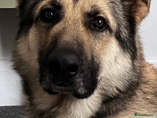 German Shepherd dogs - Advert 4