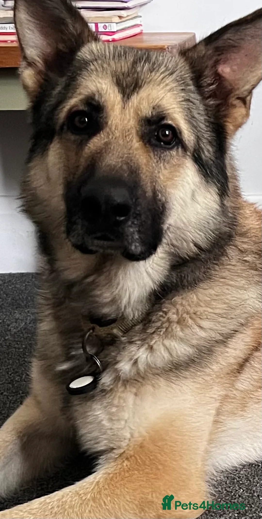 German Shepherd dogs for sale: Gold sable KC German shepherd male - Advert 2