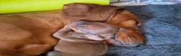 Miniature Dachshund dogs for sale: Miniature Dachshunds (short-haired) - Advert 11
