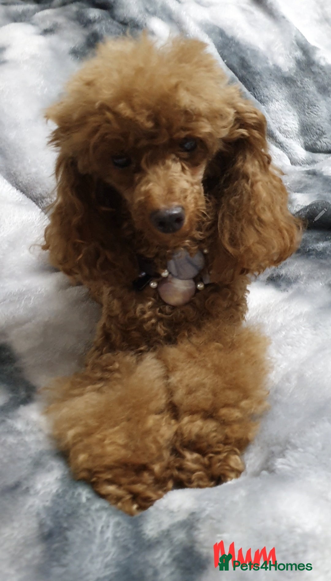 Toy Poodle dogs for sale: ASIAN CHAMPION lineage, KC registered Toy Poodles - Advert 15