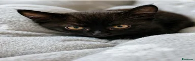 Domestic Shorthair 1